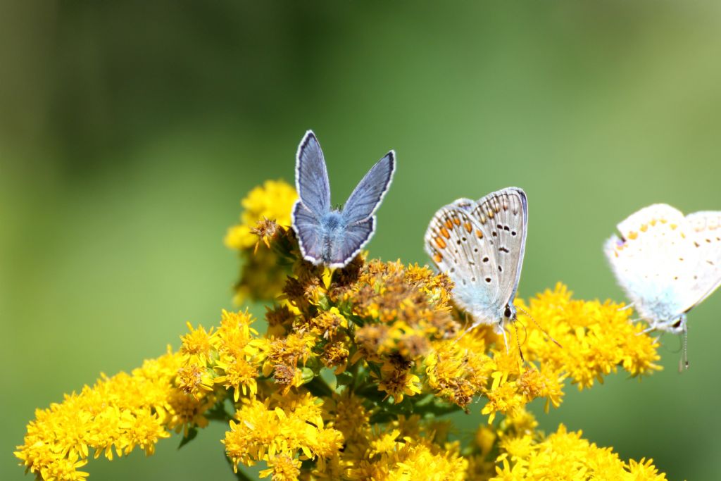 Polyommatus....??